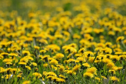 dandelion flowers as very nice spring natural background