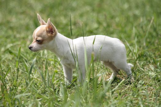 small nice chihuahua in the green grass 