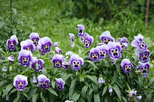 green leaves and flowers as natural background