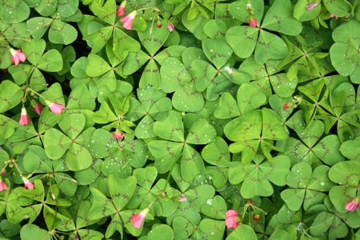 green leaves and flowers as natural background