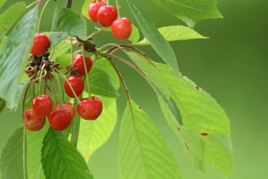 red cherries with the leaves on the green background