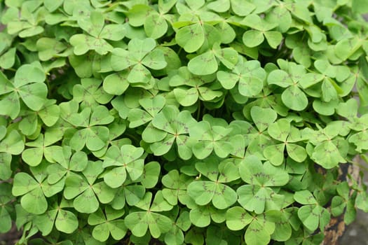 green leaves as very nice natural background