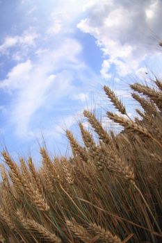 summer golden corn and the blue sky 