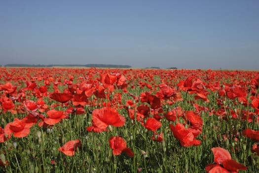 poppy flower field and blue sky as nice natural background