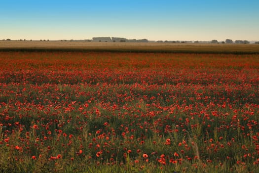 poppy flower field and blue sky as nice natural background