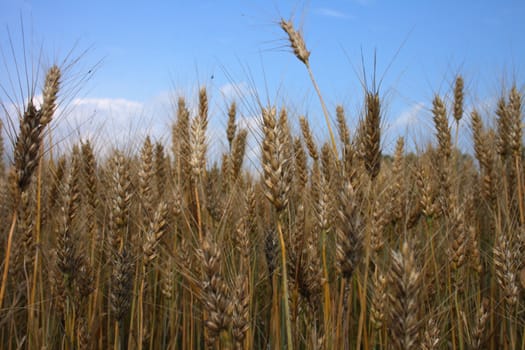 summer golden corn and the blue sky 