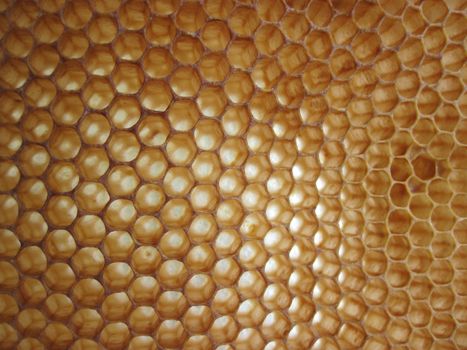 beeswax background without honey (empy honeycells) 