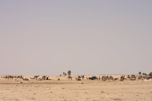 camels and people  in sahara dessert in tunisia