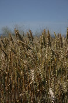 golden corn as very nice natural background 