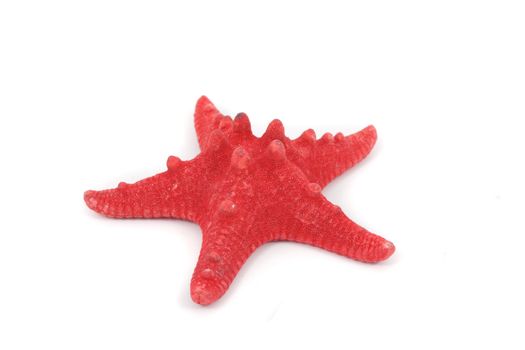 sea star isolated on the white background