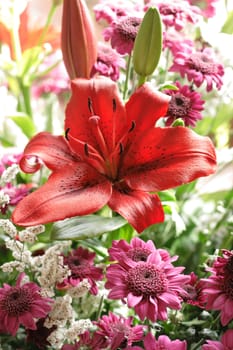 red flowers as very nice natural background