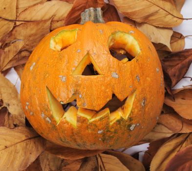 halloween pumpkin  on the autumn leaf background