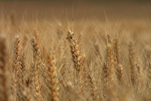 summer golden corn as nice natural background
