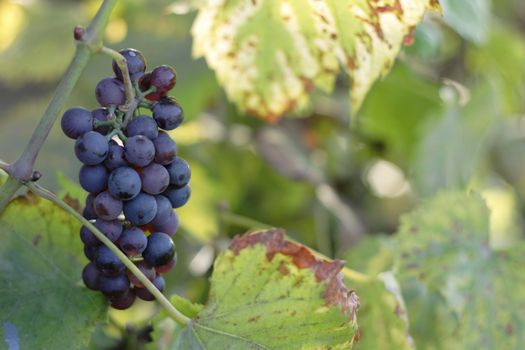 red grapes from my garden as very nice fruit background