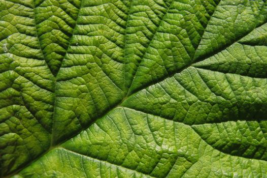 fresh green leaf as nice natural background