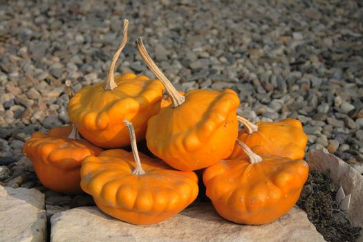 autumn pumpkins asn nice natural food background