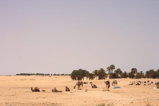 camels and people  in sahara dessert in tunisia