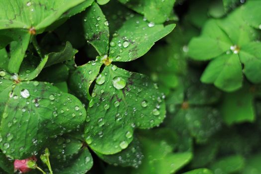 green leaves background with drop of water