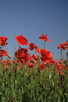 poppy flower field and blue sky as nice natural background
