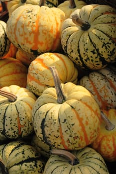 autumn pumpkins asn nice natural food background