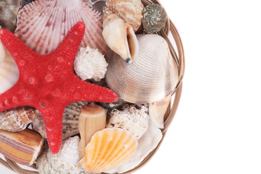 sea shells isolated on the white background