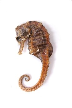 sea horse isolated on the white background