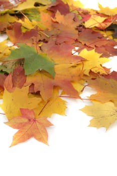 color autumn leaves as very nice natural background