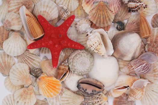 sea shells as very nice natural background