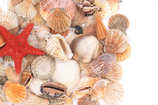 shea shells isolated on the white background