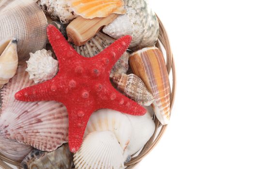 sea shells isolated on the white background