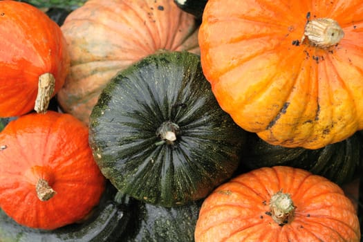 fresh pumpkins as very nice vegetable  background