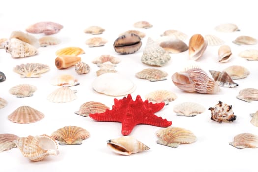 sea shells isolated on the white background
