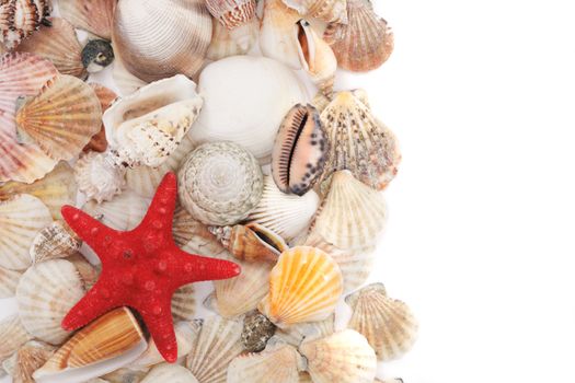 sea shells isolated on the white background