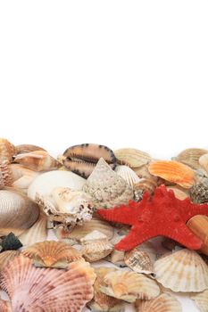 shea shells isolated on the white background