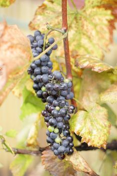 detail of red grapes in the autumn
