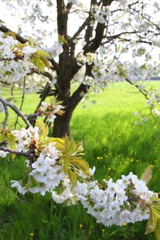 apple flowers as very nice spring background