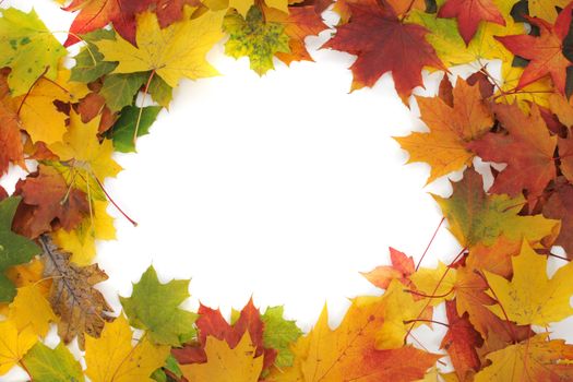color autumn leaves as very nice natural frame