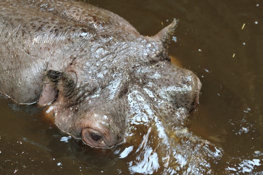 detail of hippo head in the water 