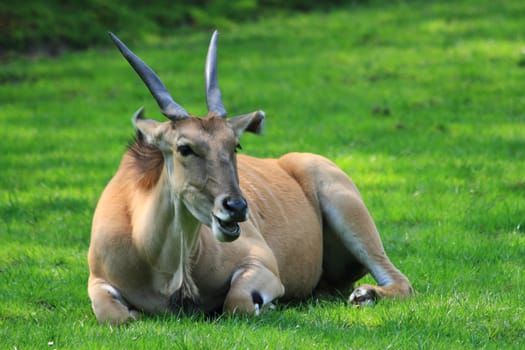 resting antelope woman in the fresh garden 