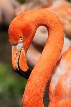 nice detail of orange flamingo bird head 