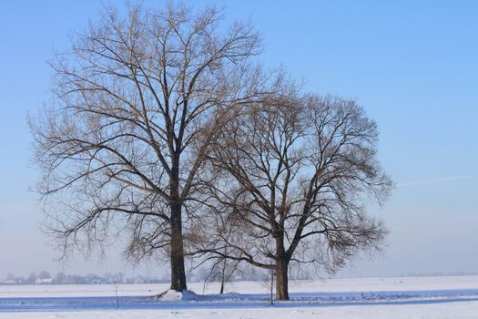 winter country with the treeses from the czech republic