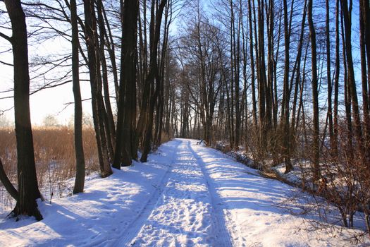 winter country with the treeses from the czech republic