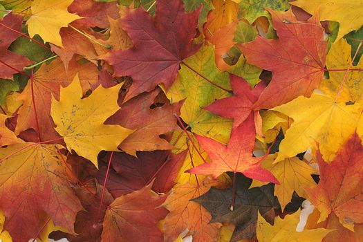 color autumn leaves as very nice seasonale background