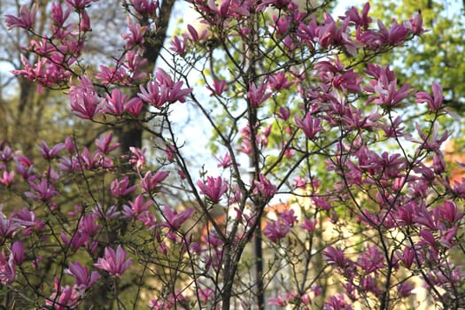 violet flowers  as very nice natural background