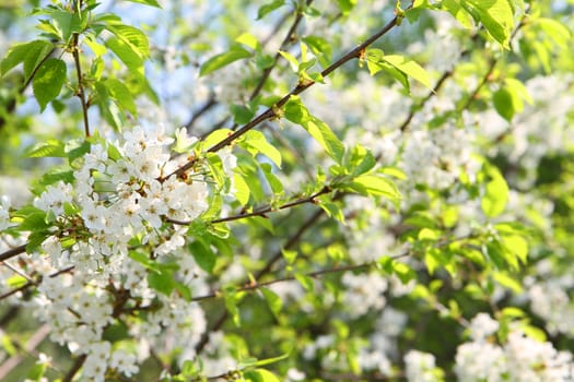 apple flowers as very nice spring background