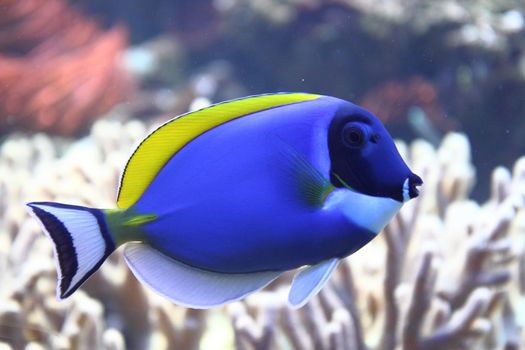 exotis sea fish with the blue and yellow color