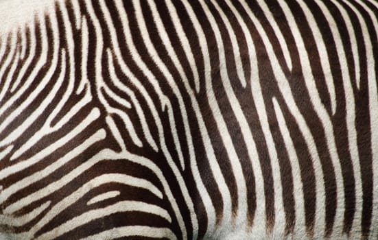 zebra texture as very nice animal background