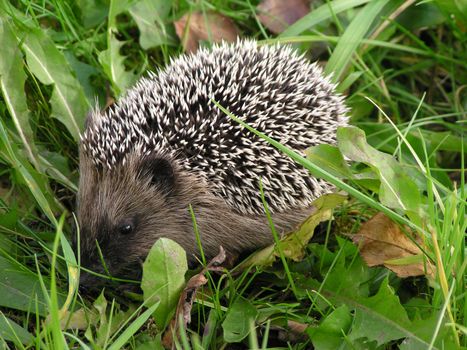 sweet and small hedgehog in the grass