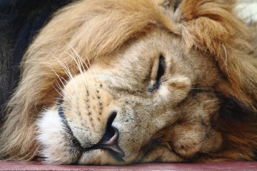 detail of head lion (sleeping and resting)