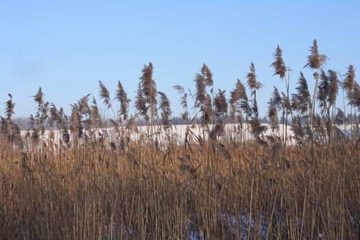 winter country with the treeses from the czech republic